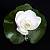 Corsage for the groom (547)