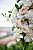 Wedding arch (801)
