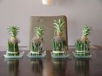 Floral decoration for company events (809)