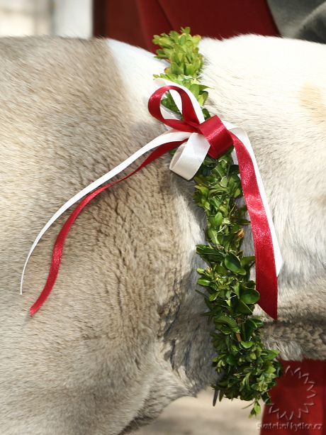 Floral wreath for a dog