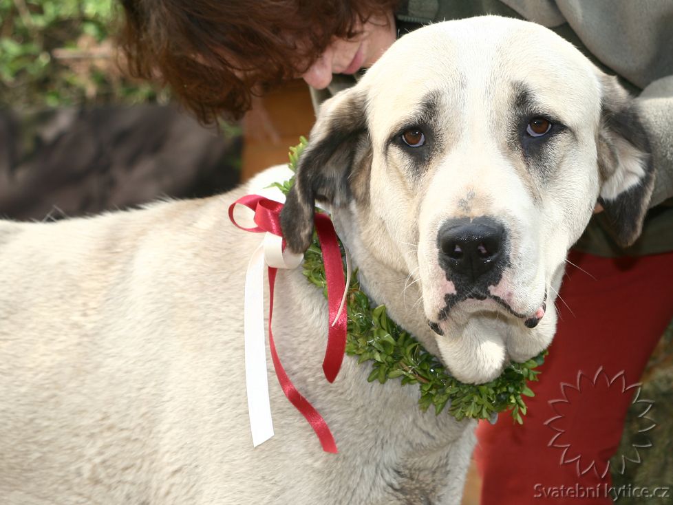 Floral wreath for a dog