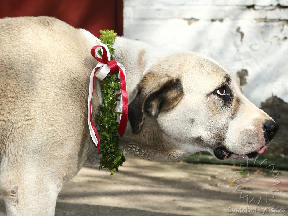 Floral wreath for a dog